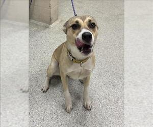 Siberian Husky-Unknown Mix Dogs for adoption in Conroe, TX, USA