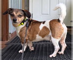 Small #7 Beagle Mix