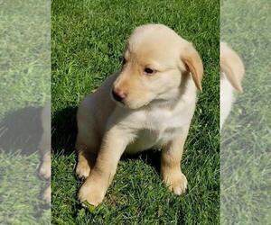 Golden Shepherd Litter for sale in WAUSAUKEE, WI, USA