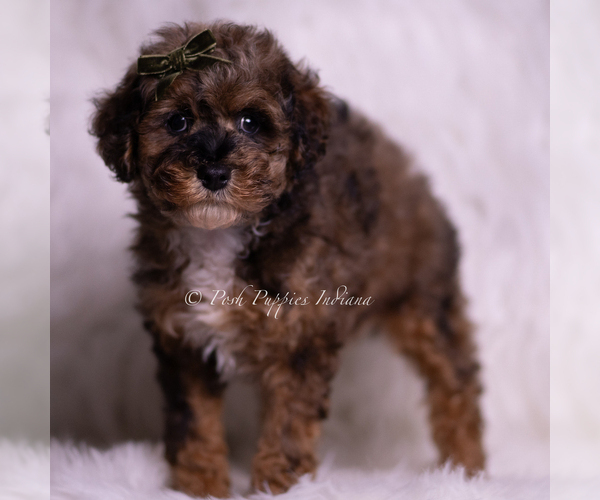 Medium Photo #4 Poodle (Miniature) Puppy For Sale in WARSAW, IN, USA