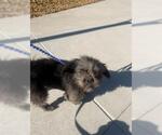 Small Shih Tzu Mix