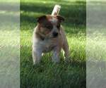 Small Photo #11 Australian Cattle Dog Puppy For Sale in NEW YORK MILLS, MN, USA