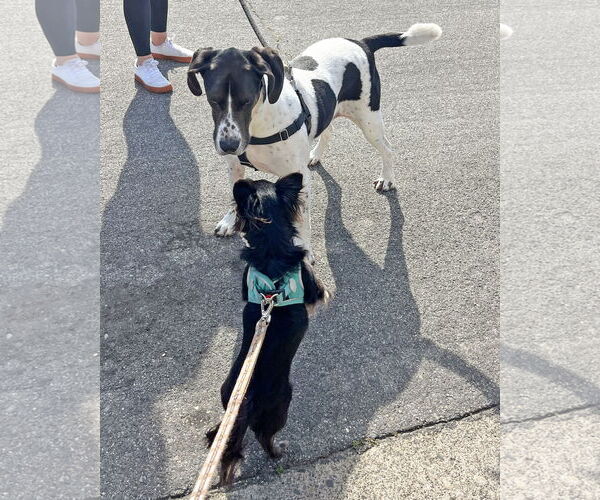 Medium Photo #4 Chihuahua-Unknown Mix Puppy For Sale in Corona, CA, USA