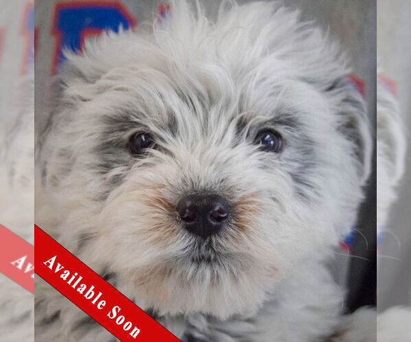 Medium Photo #1 Mutt Puppy For Sale in Huntley, IL, USA