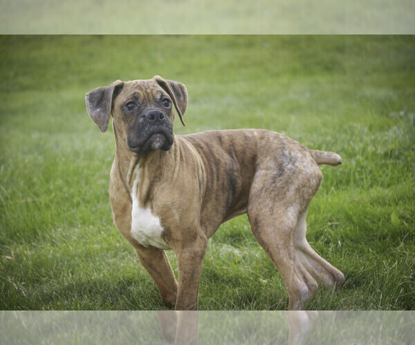 Medium Photo #7 Boxer Puppy For Sale in SHIPSHEWANA, IN, USA