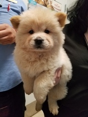 Chow Chow Puppy for sale in NEWARK, CA, USA