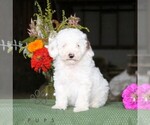 Frankie - Male Poodle (Toy) Puppy for Sale - Photo #4