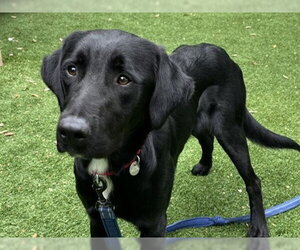Labrador Retriever Dogs for adoption in Redwood City, CA, USA