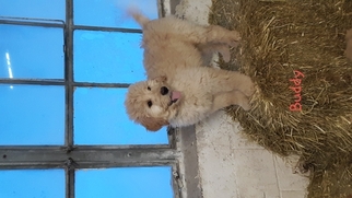Goldendoodle Puppy for sale in CATO, NY, USA