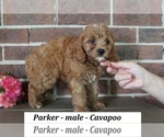 Small #3 Cavapoo (Miniature)