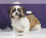 Small Photo #13 Shih Tzu Puppy For Sale in WARSAW, IN, USA