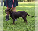 Small Photo #2 Dachshund Puppy For Sale in Yardley, PA, USA