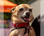 Small Photo #32 Chihuahua-Unknown Mix Puppy For Sale in Canton, CT, USA