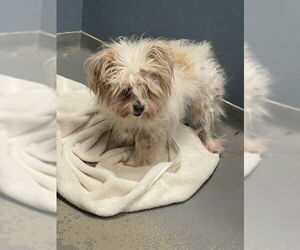 Chiranian Dogs for adoption in Tallahassee, FL, USA