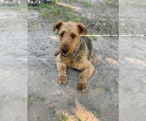 Mother of the Airedale Terrier puppies born on 08/30/2022