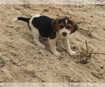 Small Photo #7 Beagle Puppy For Sale in HURRICANE MILLS, TN, USA