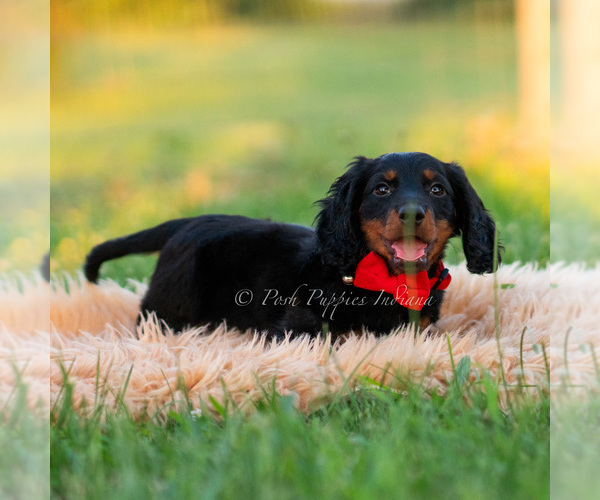 Medium Photo #6 Dachshund Puppy For Sale in WARSAW, IN, USA