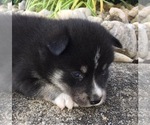 Small Photo #3 Alaskan Klee Kai Puppy For Sale in WINCHESTER, OH, USA