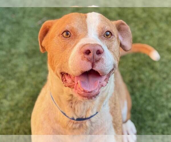 Medium Photo #3 American Pit Bull Terrier Puppy For Sale in Moreno Valley, CA, USA