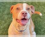 Small #2 American Pit Bull Terrier