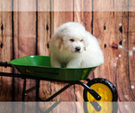 Small Photo #4 Great Pyrenees Puppy For Sale in POWDER SPRINGS, GA, USA