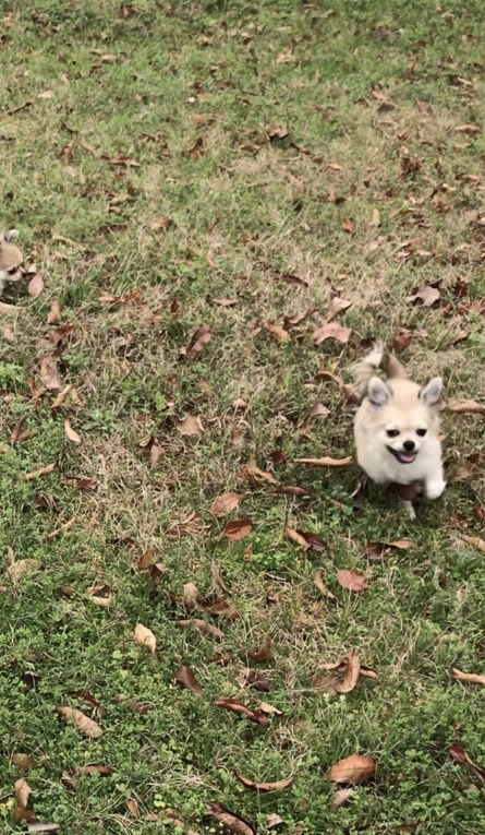 Medium Photo #17 Chihuahua Puppy For Sale in CHARLESTON, SC, USA