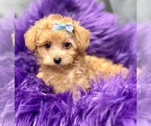 Poodle (Toy) Puppy for sale in RIPLEY, MS, USA