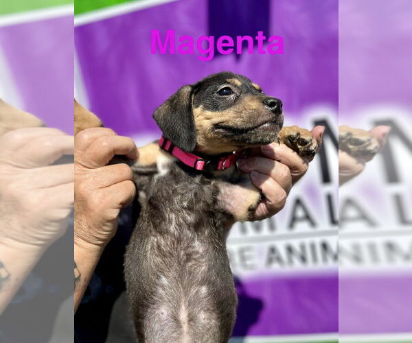 Medium Photo #2 Mutt Puppy For Sale in Mooresville, NC, USA