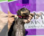 Small #1 Mutt