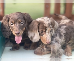 Dachshund Puppy for sale in KILN, MS, USA