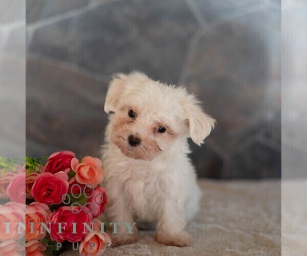 Medium Photo #4 Maltese Puppy For Sale in MILL HALL, PA, USA
