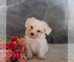 Small #3 Maltese