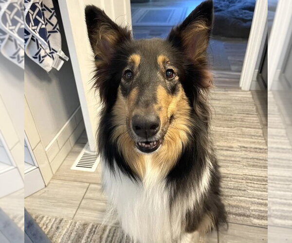 Medium Photo #2 Collie Puppy For Sale in Dublin, OH, USA