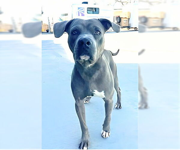 Medium Photo #1 Mutt Puppy For Sale in Pasadena, CA, USA