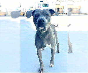 Mutt Dogs for adoption in Pasadena, CA, USA