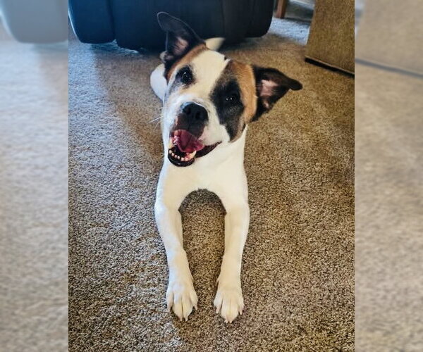 Medium Photo #5 Mutt Puppy For Sale in Germantown, OH, USA