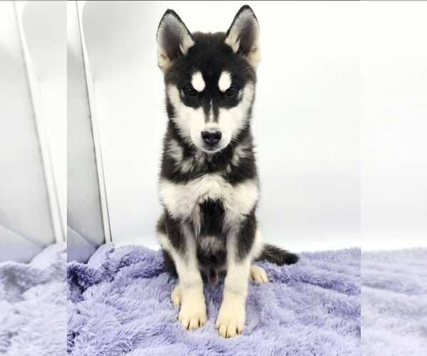 Medium Photo #4 Siberian Husky Puppy For Sale in SANDY HOOK, KY, USA