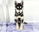 Small #3 Siberian Husky