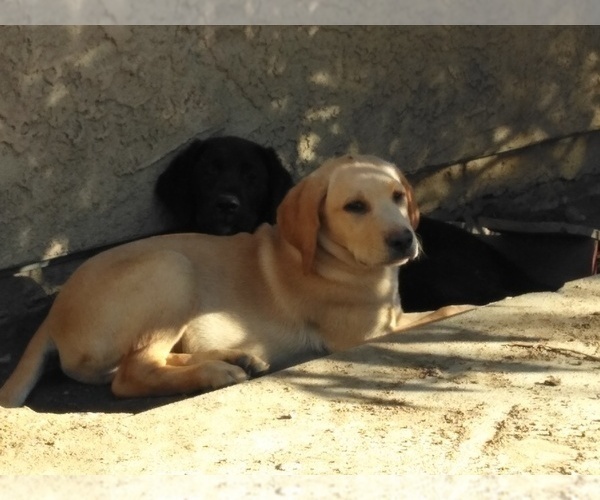 Medium Photo #1 Labrador Retriever Puppy For Sale in JURUPA VALLEY, CA, USA