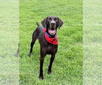 Small #1 German Shorthaired Pointer