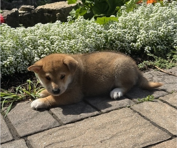 Medium Photo #4 Shiba Inu Puppy For Sale in CANOGA, NY, USA
