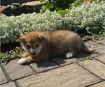 Small #3 Shiba Inu