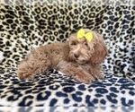 Small #6 ShihPoo