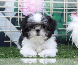 Shih Tzu Puppy for sale in MARIETTA, GA, USA