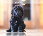 Small Photo #6 Poodle (Standard) Puppy For Sale in STANLEY, VA, USA