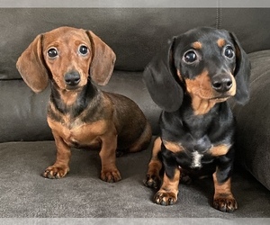 Dachshund Puppy for sale in MORETOWN, VT, USA