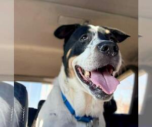 Bolton - Male Boxer-Unknown Mix Dog for Adoption - Photo #7
