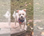Small #8 Maltese
