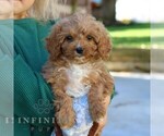 Small #2 Cavapoo