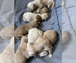 Image preview for Ad Listing. Nickname: AKC Golden Retr